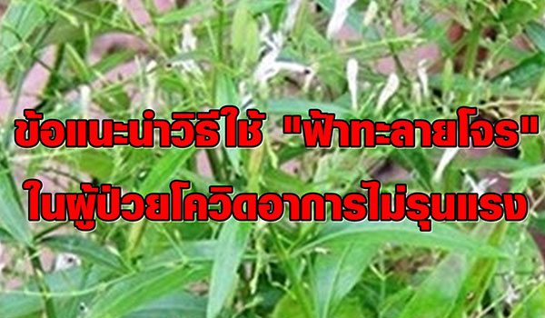 เปิดข้อแนะนำวิธีใช้ “ฟ้าทะลายโจร” ในผู้ป่วยโควิดอาการไม่รุนแรง